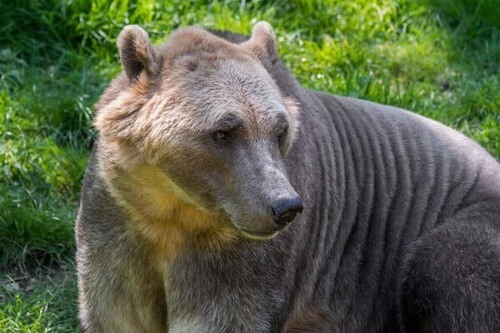 Il curioso caso dell'orso grolare, una specie ibrida naturale