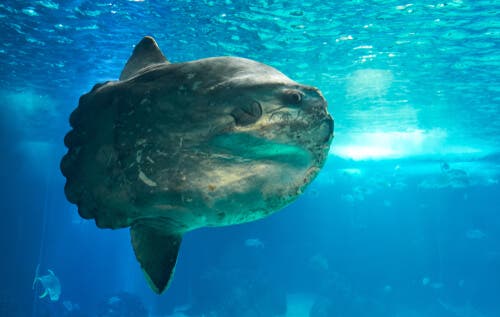 Il pesce luna (Mola mola), il più pesante del mondo