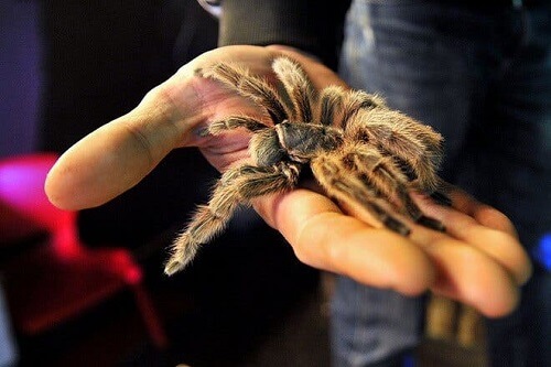 ragno tarantola sulla mano di un uomo