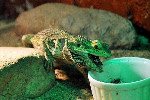 Rettile in un caffè di hanoi