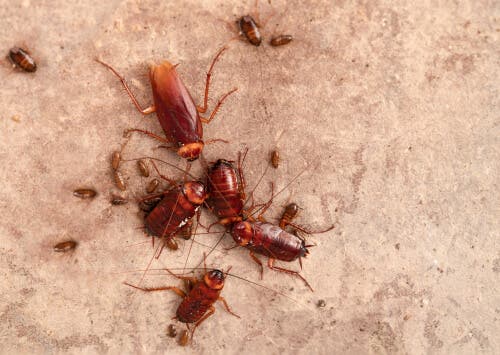 Riproduzione degli scarafaggi