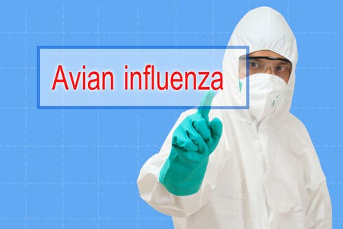 rischio influenza aviaria: uomo in abiti protettivi