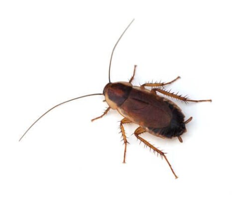 9 curiosità sugli scarafaggi che vi lasceranno a bocca aperta