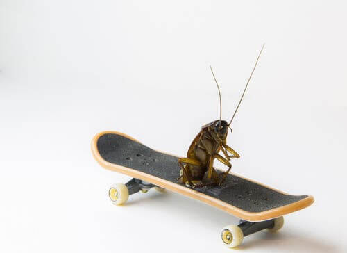 Gli scarafaggi: insetti antichissimi e con una resistenza da record