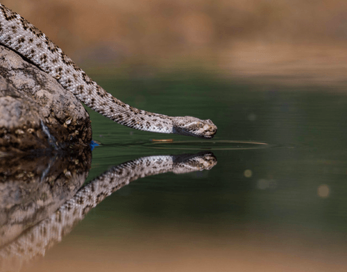 Serpente a pelo d'acqua
