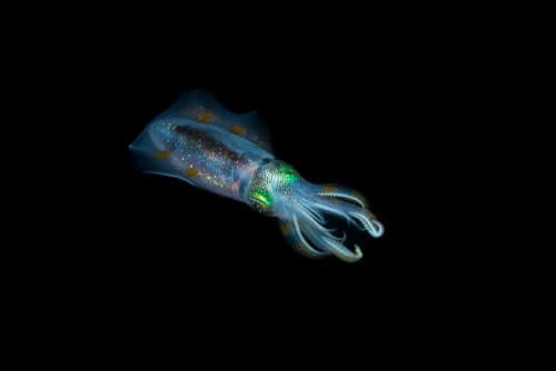 Il superpotere dei calamari: mutazioni del codice genetico