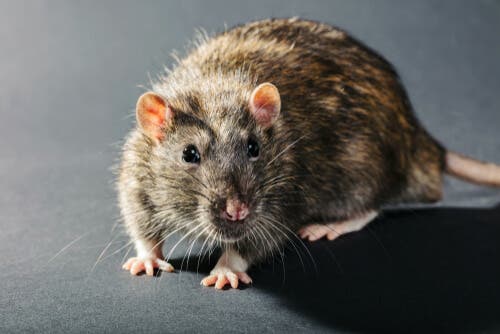 il virus dell'influenza può alterare il comportamento dei topi infettati