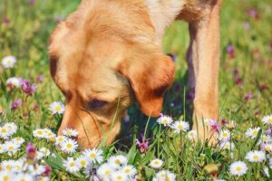 Usi della camomilla per il cane: quando e come prepararla