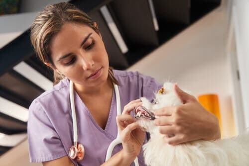 Visita veterinaria con u cane: spasmi muscolari nei cani