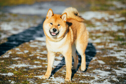 Akita inu, cane giapponese.
