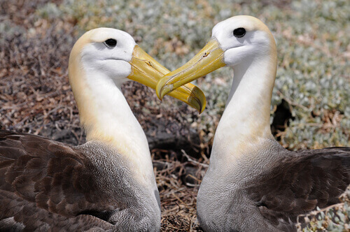 Abitudini e caratteristiche dell'albatro delle Galapagos