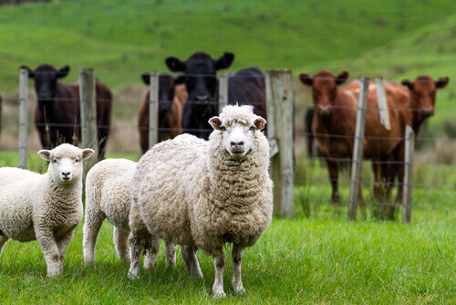 Allevamento di pecore