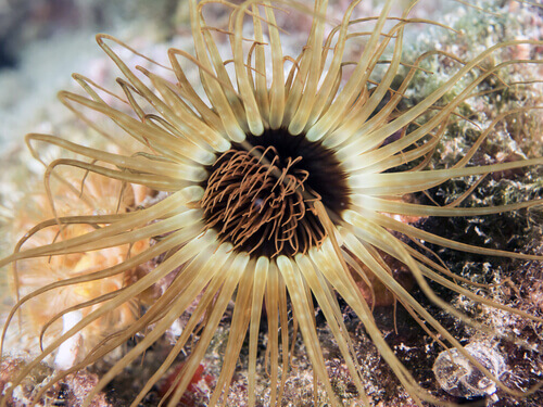 Anemone di mare gialla