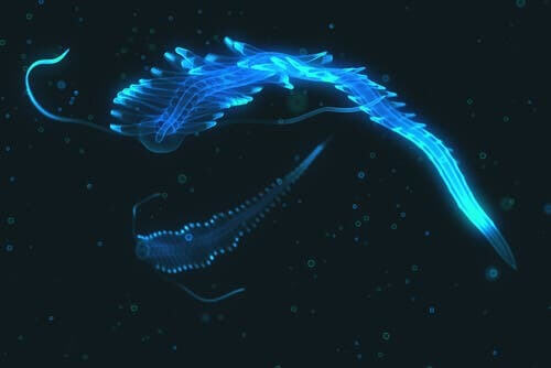 Bioluminescenza marina: animale luminoso azzurro