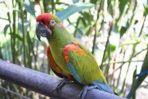 L'Ara fronterossa, un maestoso pappagallo sotto minaccia