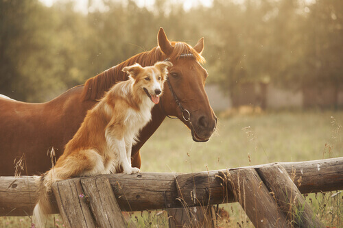 Combattere l'artrosi in cani e cavalli con le cellule staminali