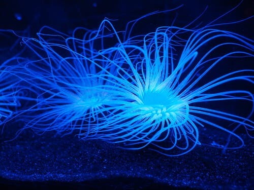 Scopriamo cos’è la bioluminescenza