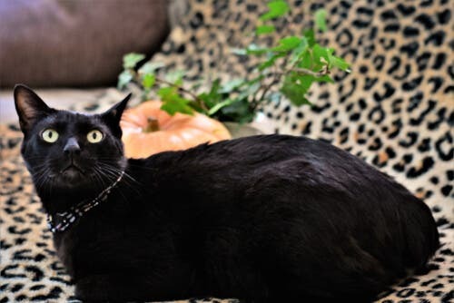 Origine e caratteristiche del bobtail giapponese, il gatto della fortuna