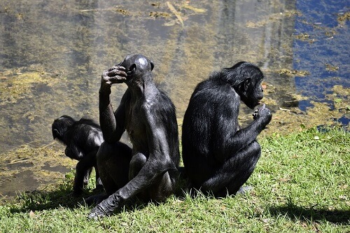 Bonobo, la grande scimmia dalla voce acuta