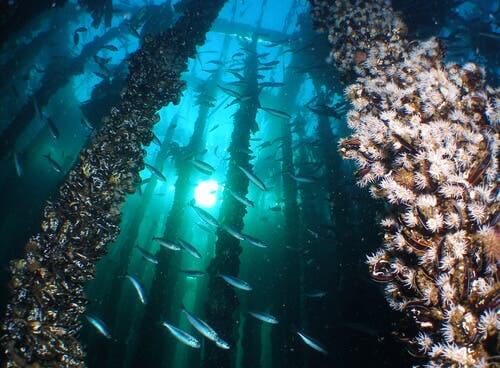 Bouchot per le cozze