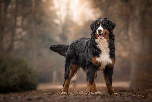 Bovaro del bernese in un bosco.