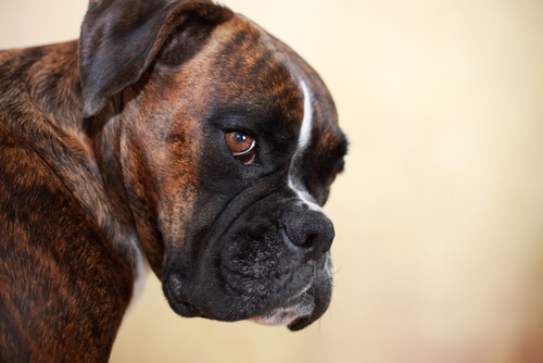 Muso di un cane boxer, una delle razze di cani più vulnerabili al cancro