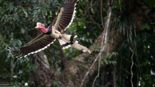 L'esistenza del bucero dall'elmo è seriamente minacciata dalla caccia di frodo