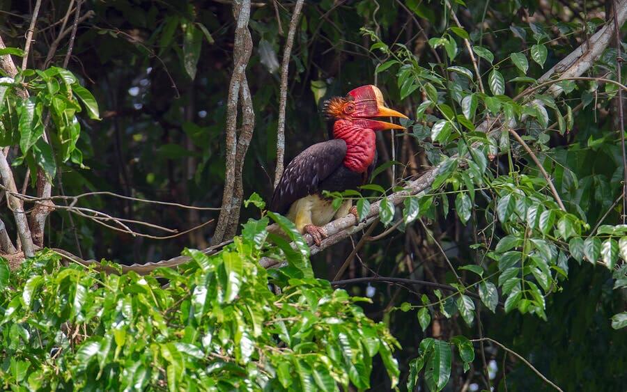 I bucero dall'elmo è un uccello originario dell'Asia