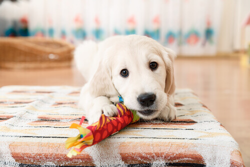 Cucciolo di cane gioca: giocattoli per animale domestico