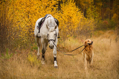 Cane porta a spasso un cavallo
