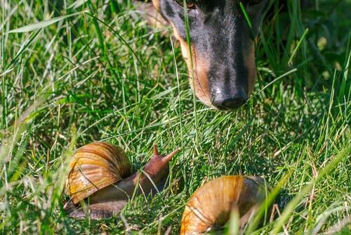 I cani che mangiano lumache rischiano di essere contagiati da alcuni parassiti