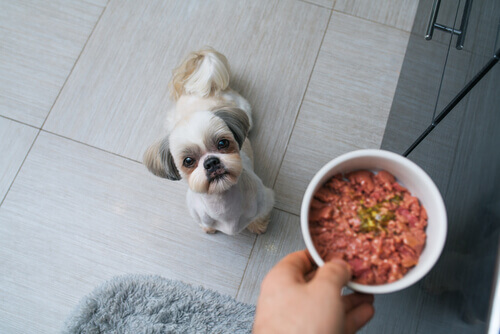 Cagnolino aspetta la ciotola: dieta barf per cani