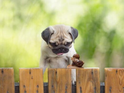 Che cosa rischiano i cani che mangiano le lumache?