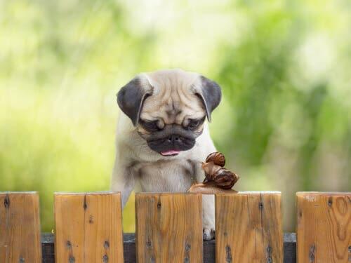 Che cosa rischiano i cani che mangiano le lumache?