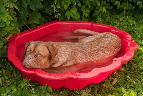 Cane si rinfresca in una piccola vasca