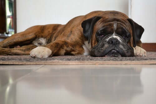 Cane stanco sul tappeto.