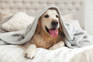Le razze di cani che meglio sopportano il freddo