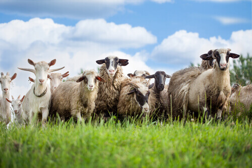 Pecore e capre