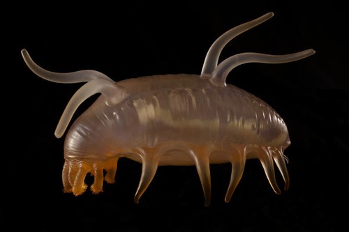 Caratteristiche del maiale di mare