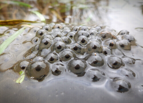 Uova rospo delle canne