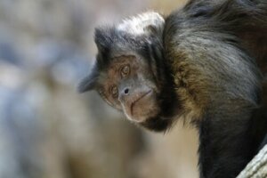 Un centro di recupero animali in Bolivia è in pericolo