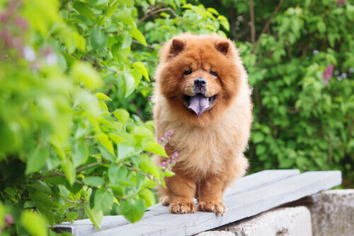 Chow chow in giardino.