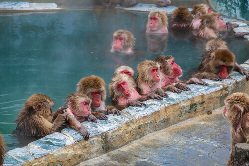 Comunità di macaco giapponese