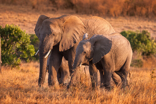 Coppia di elefanti