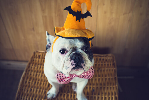 Un costume di Halloween per il vostro animale domestico