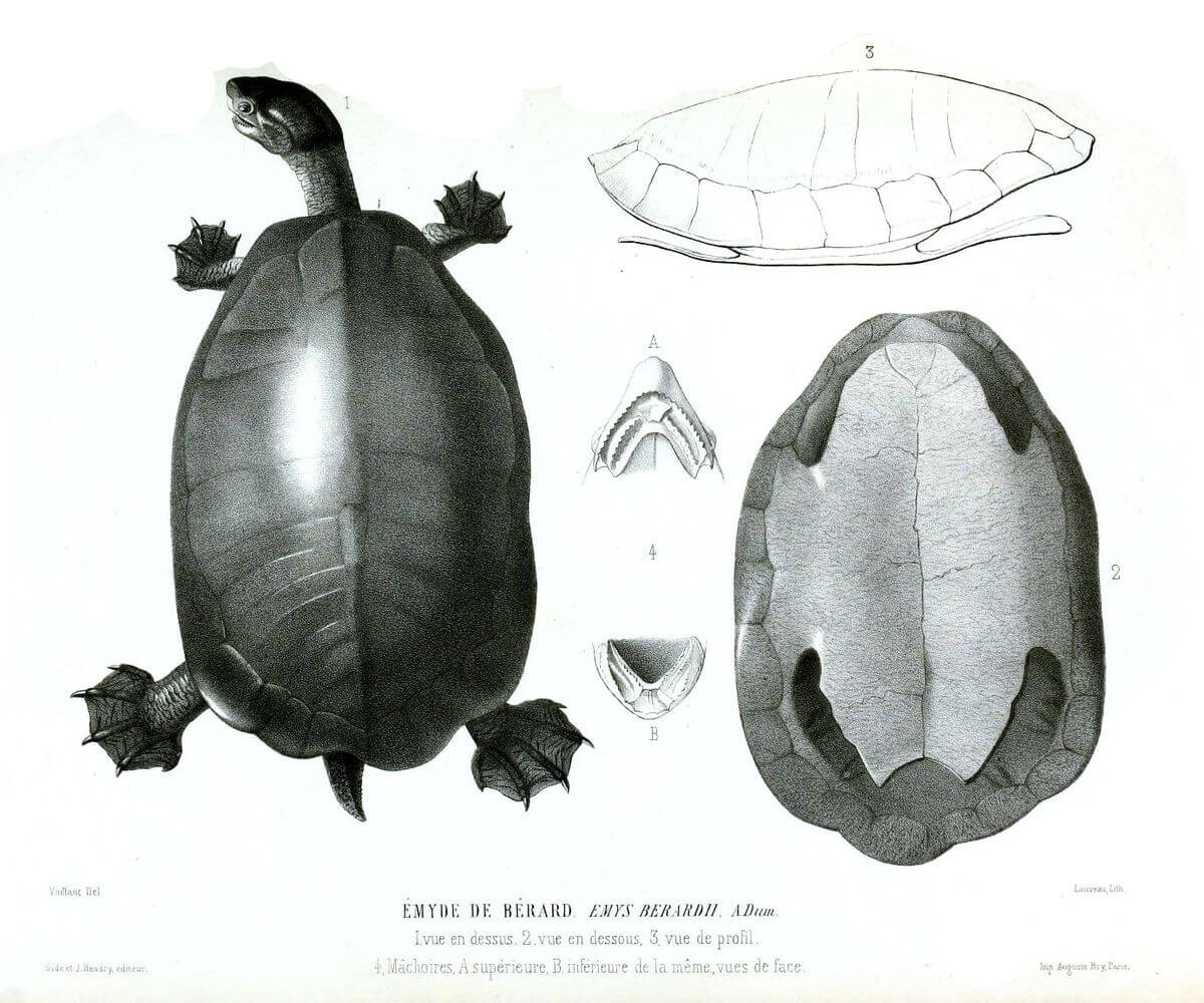 Disegno di tartaruga con guscio