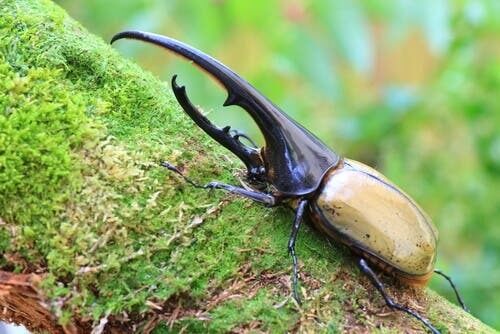Lo scarabeo Ercole (Dynastes hercules)