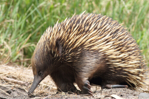 Echidna istrice che cammina in un prato.