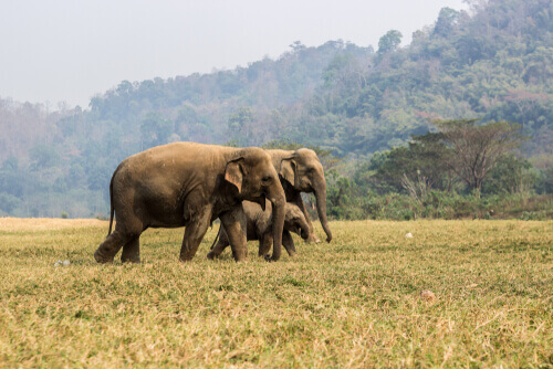 Elefanti africani nella savana