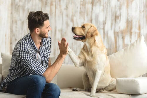 Etologia canina: cane dà la zampa al padrone